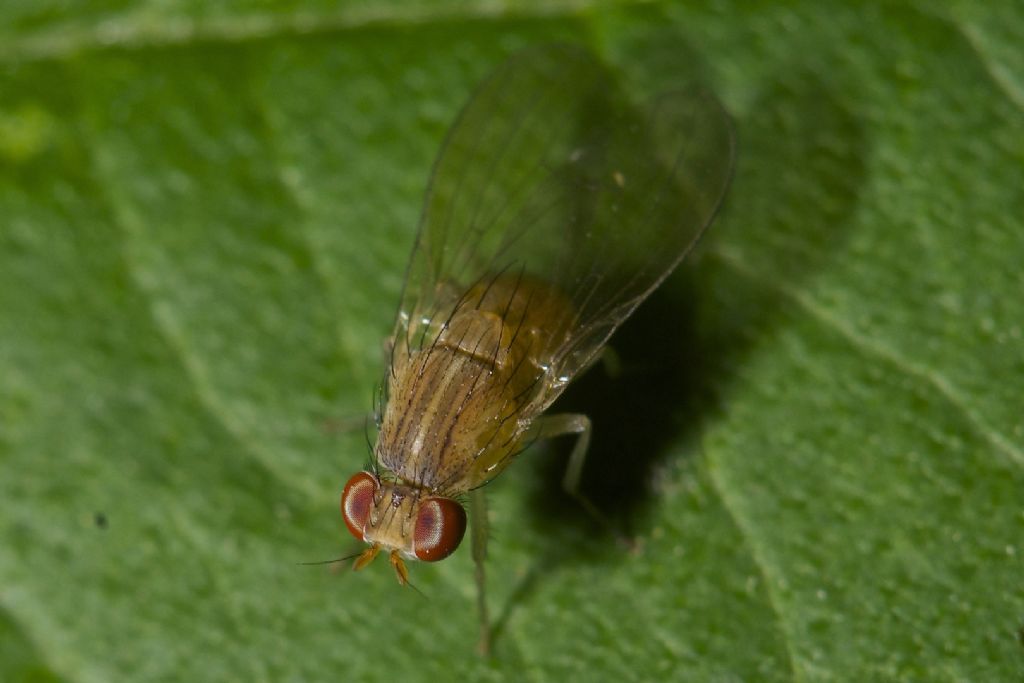 Lauxaniidae Sapromyza sp. ????   Bentivoglio (BO)